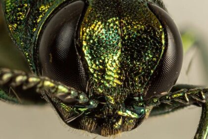 winnipeg-to-start-treating-trees-for-emerald-ash-borer-next-week,-city-says