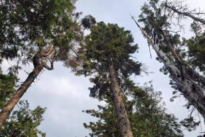 400-year-old-spruce-tree-a-window-into-history-of-dwindling-nb.-forests