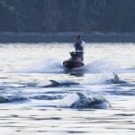bc.-jet-skier-fined-$5k-for-approaching-dolphins-too-closely