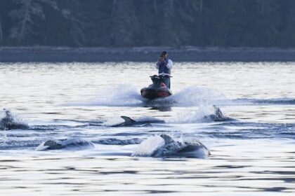 bc.-jet-skier-fined-$5k-for-approaching-dolphins-too-closely