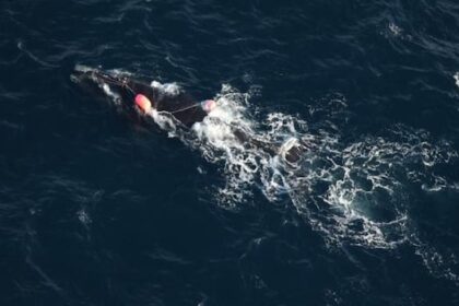 entangled-right-whale-seen-off-pei.-coast-is-likely-in-poor-health,-says-rescue-group