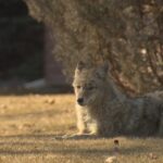 get-big,-make-noise-and-back-away:-islanders-seeing-more-coyotes-near-walking-trails
