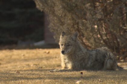 get-big,-make-noise-and-back-away:-islanders-seeing-more-coyotes-near-walking-trails
