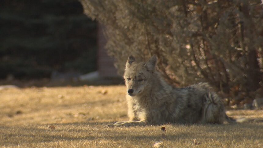 get-big,-make-noise-and-back-away:-islanders-seeing-more-coyotes-near-walking-trails