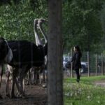 federal-appeal-court-grants-pause-of-bc.-ostrich-cull-pending-review