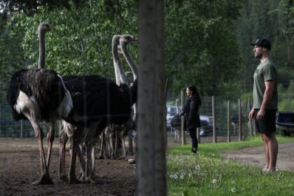 federal-appeal-court-grants-pause-of-bc.-ostrich-cull-pending-review