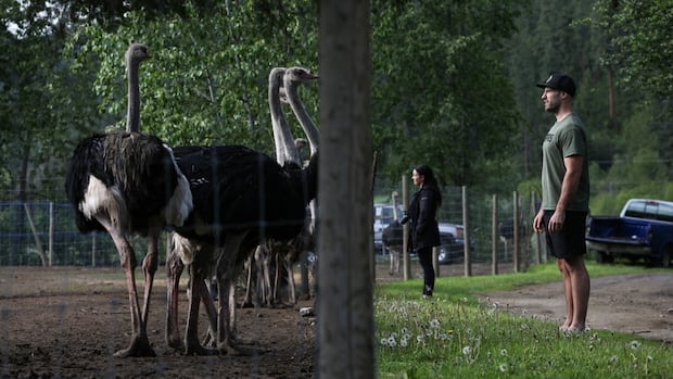 federal-appeal-court-grants-pause-of-bc.-ostrich-cull-pending-review
