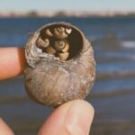 invasive-snail-creeps-up-on-nova-scotia-lakes,-ponds