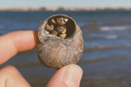invasive-snail-creeps-up-on-nova-scotia-lakes,-ponds