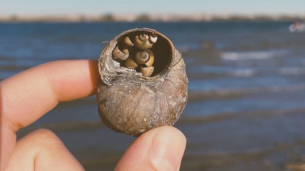 invasive-snail-creeps-up-on-nova-scotia-lakes,-ponds