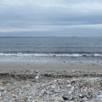 phytoplankton,-key-to-ocean-life,-falling-2%-per-year-in-north-atlantic