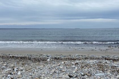 phytoplankton,-key-to-ocean-life,-falling-2%-per-year-in-north-atlantic