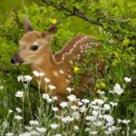 mamas-and-babies:-enjoy-these-photos-from-around-new-brunswick