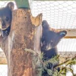 some-bc.-animal-rescues-see-donations-drop,-as-demands-increase