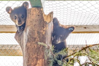some-bc.-animal-rescues-see-donations-drop,-as-demands-increase