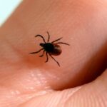 fungus-showing-promise-as-tick-killer,-say-acadia-researchers
