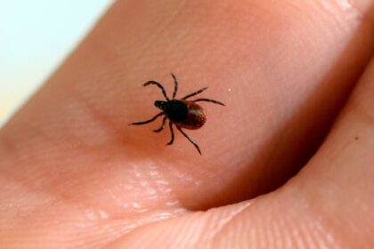 fungus-showing-promise-as-tick-killer,-say-acadia-researchers