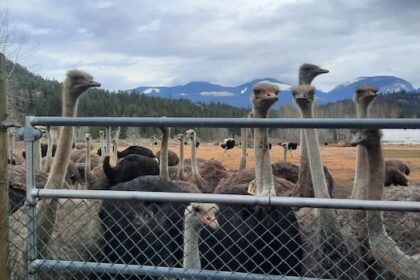 judge-refuses-to-allow-more-avian-flu-tests-on-ostriches-at-bc.-farm