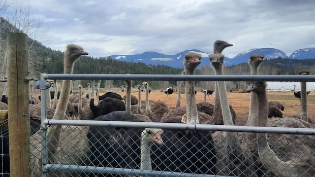 judge-refuses-to-allow-more-avian-flu-tests-on-ostriches-at-bc.-farm