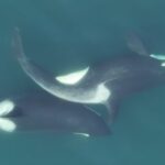 orcas-use-kelp-tools-to-groom-and-bond-off-bc.’s-coast,-study-suggests