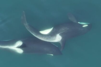 orcas-use-kelp-tools-to-groom-and-bond-off-bc.’s-coast,-study-suggests