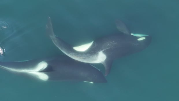 orcas-use-kelp-tools-to-groom-and-bond-off-bc.’s-coast,-study-suggests