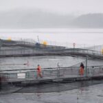 new-paper-continues-debate-over-link-between-lice-from-salmon-farms-and-bc.-wild-salmon
