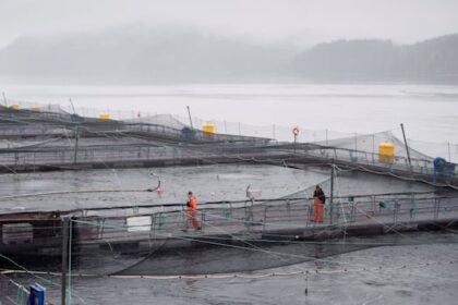 new-paper-continues-debate-over-link-between-lice-from-salmon-farms-and-bc.-wild-salmon