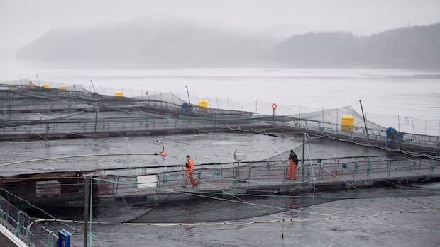 new-paper-continues-debate-over-link-between-lice-from-salmon-farms-and-bc.-wild-salmon