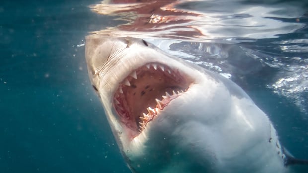 how-jaws-made-us-believe-great-white-sharks-are-villains-in-real-life