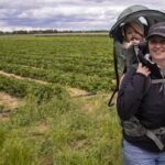 strawberry-season-arrives-early-for-some-manitoba-growers