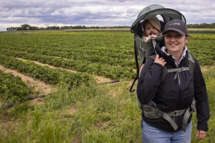 strawberry-season-arrives-early-for-some-manitoba-growers