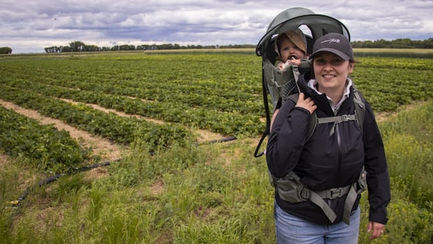 strawberry-season-arrives-early-for-some-manitoba-growers