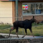 sask.-study-finds-apparent-increase-in-urban-moose-excursions