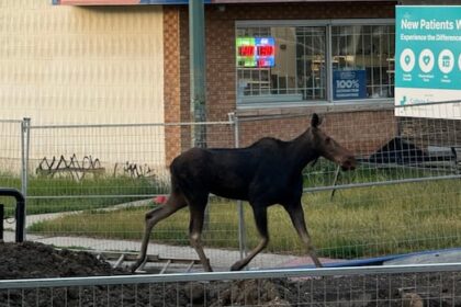 sask.-study-finds-apparent-increase-in-urban-moose-excursions