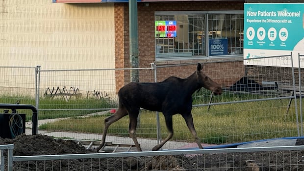 sask.-study-finds-apparent-increase-in-urban-moose-excursions