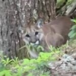 aggressive-cougars-shut-down-biking-trails-in-whistler,-bc.,-area