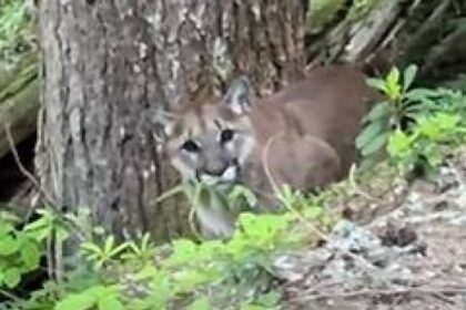 aggressive-cougars-shut-down-biking-trails-in-whistler,-bc.,-area
