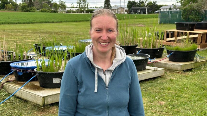 pei.-researcher-developing-wetlands-to-help-recycle-wastewater-on-dairy-farms