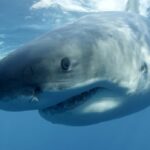 curious-great-white-shark-circles-lobster-boat-off-cape-breton,-chomps-briefly-on-hull