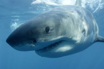 curious-great-white-shark-circles-lobster-boat-off-cape-breton,-chomps-briefly-on-hull