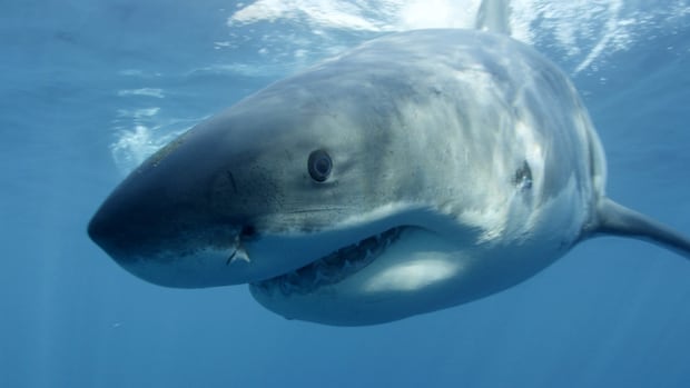 curious-great-white-shark-circles-lobster-boat-off-cape-breton,-chomps-briefly-on-hull