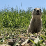 saskatchewan-wildlife-federation-offers-to-connect-landowners-with-gopher-hunters