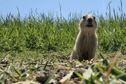 saskatchewan-wildlife-federation-offers-to-connect-landowners-with-gopher-hunters