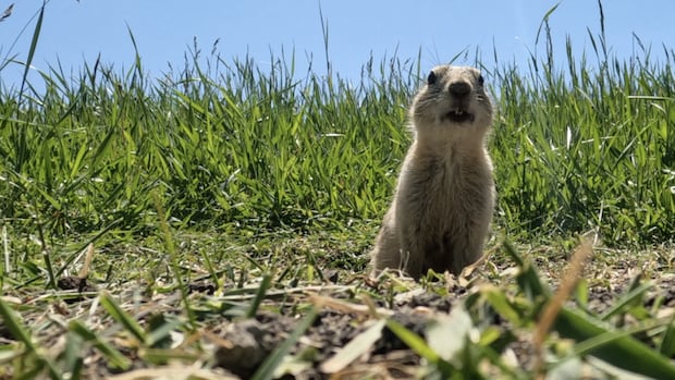 saskatchewan-wildlife-federation-offers-to-connect-landowners-with-gopher-hunters