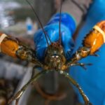 nova-scotia-invests-in-climate-change-adaptations-for-its-seafood-industry