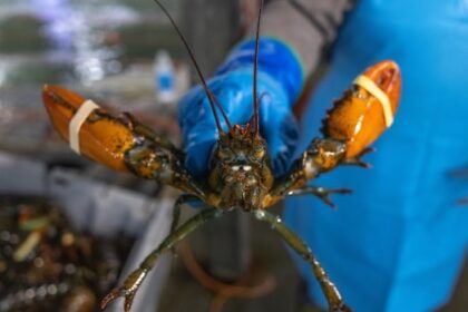 nova-scotia-invests-in-climate-change-adaptations-for-its-seafood-industry