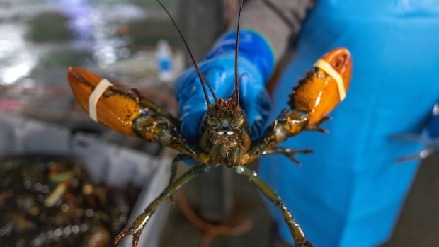 nova-scotia-invests-in-climate-change-adaptations-for-its-seafood-industry