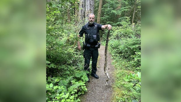 15-metre-long-boa-constrictor-found-on-the-loose-in-provincial-park-near-comox,-bc.