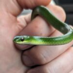 islanders-are-being-asked-to-help-track-the-rare-smooth-greensnake-this-summer